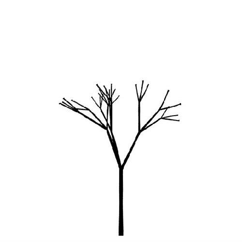mg动画树木生长:数字艺术与自然之美的融合