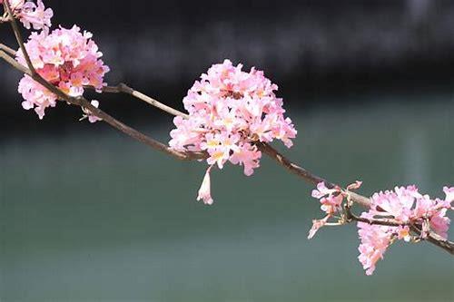 深圳法院宣传片不负所托概述
